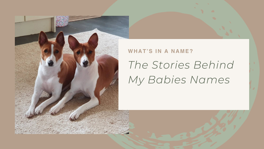What's in a Name? The Stories Behind My Basenjis' Names